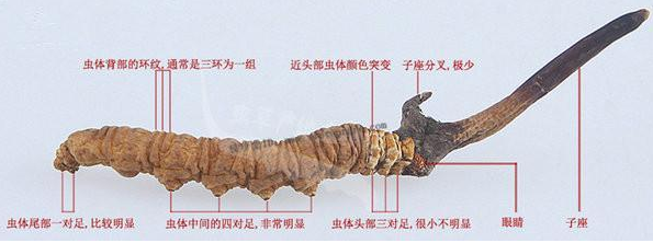 高价回收冬虫夏草?是功效还是利益?