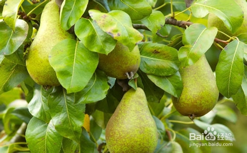 养阴润肺的保健饮品——百合莲藕梨汤