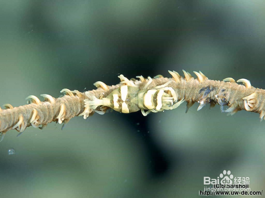 解读函数y=sin^2x-10sinx+5的性质归纳