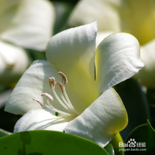 非洲茉莉常见病虫害及防治方法有那些