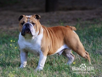 十大妙招搞定吉娃娃饲养