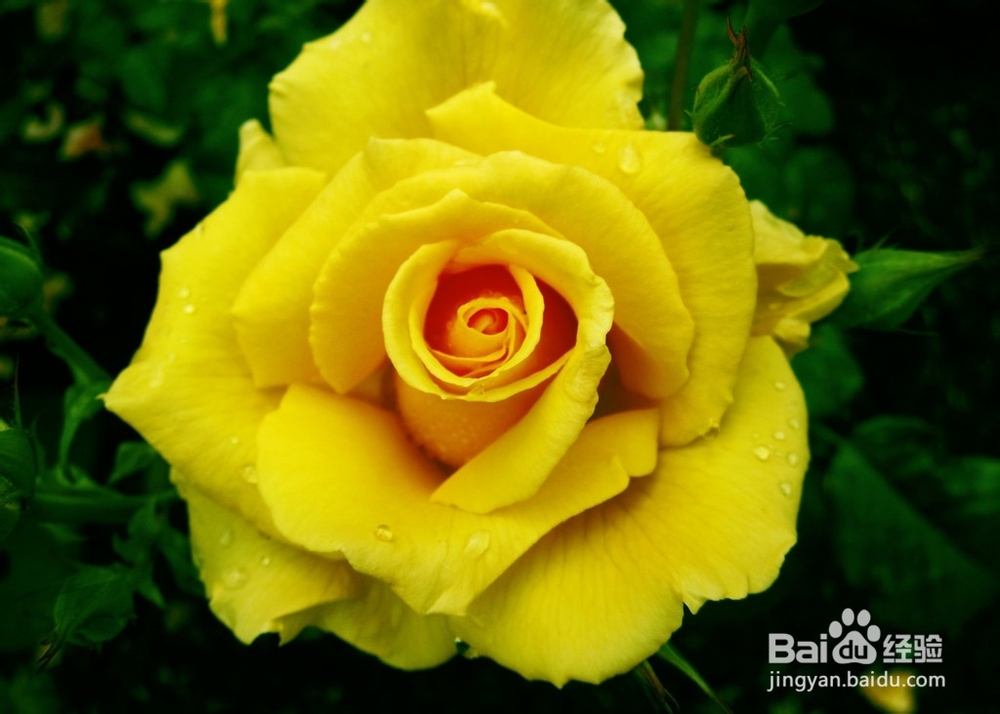 月季花养殖方法