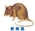 烟台A级资质灭鼠公司——烟台常见鼠类的识别-百度经验