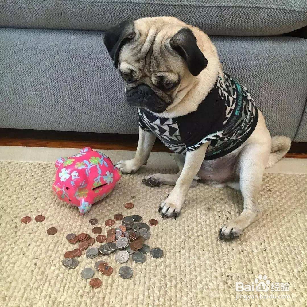 如何快速区分巴哥 和斗牛