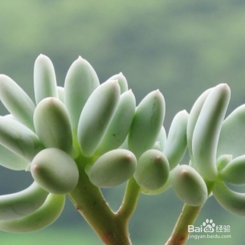 多肉冬天怎么养护