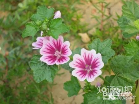养花8大问题，99%的人都栽在这里