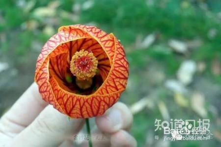 世界最美的8款垂吊花，看一眼就疯狂！