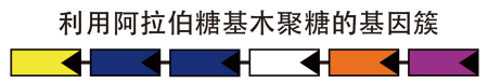 减肥难别急，精准调控细菌的方法已横空出世！