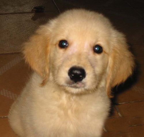 饲养金毛应该注意什么