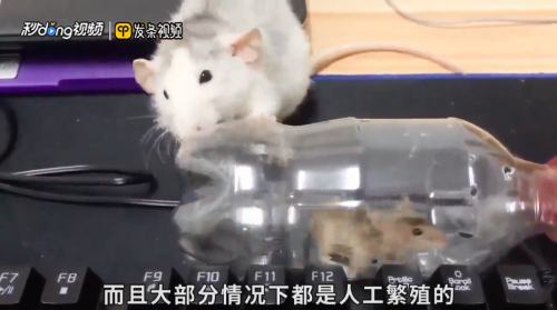 花枝鼠和老鼠有什么区别 百度经验