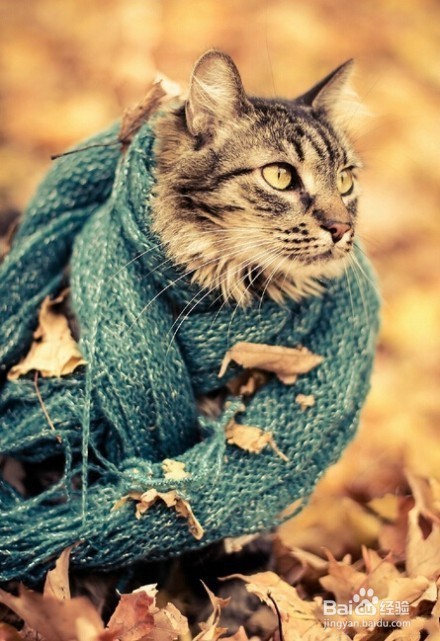 萌喵演绎9款围巾不同搭配,我的心已经被萌化了