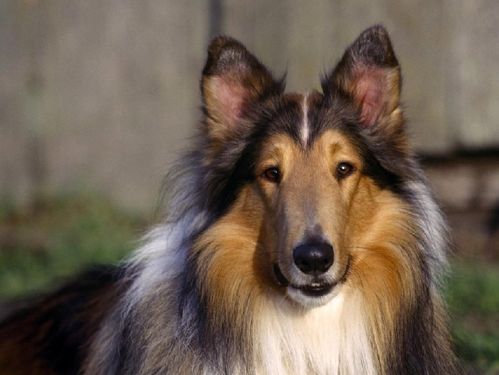 苏格兰牧羊犬怎样美容