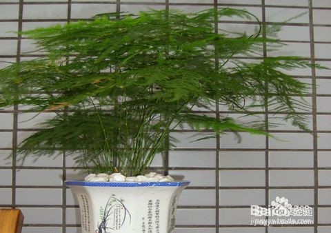 文竹养殖十大注意事项,