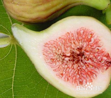 无花果对减肥和维持血压有很大的帮助