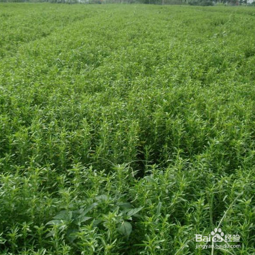 怎么养甜叶菊才能长得更好?