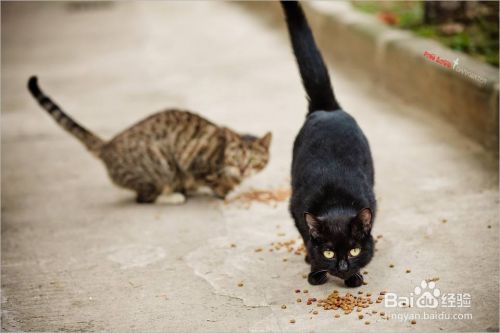 怎样逮到野猫