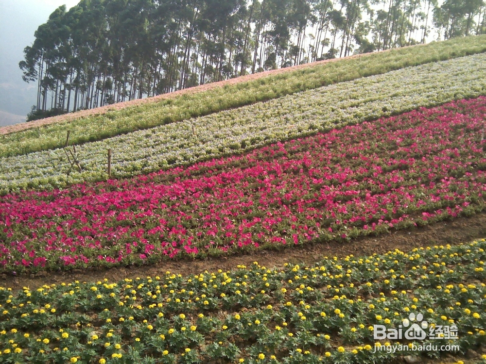 十里蓝山(玛琪雅朵花海)好玩吗