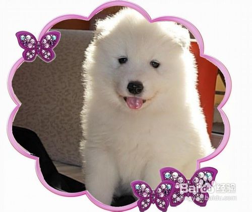 萨摩耶铅中毒的及时解决办法