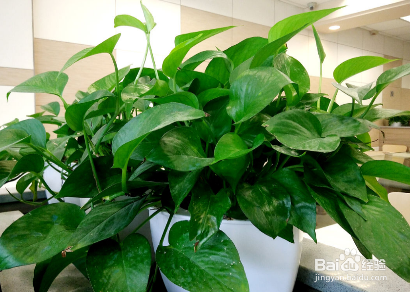 冬天绿萝叶子为何会发黄