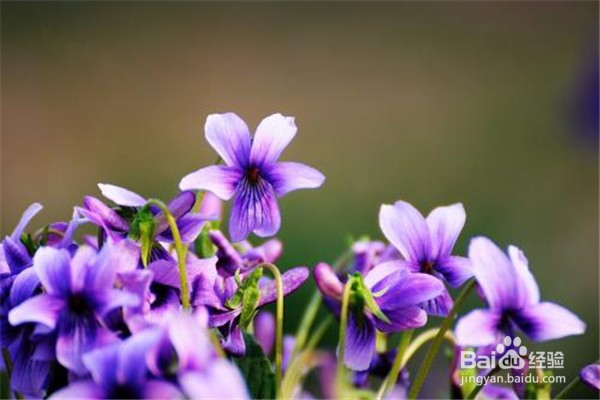 紫花地丁的养殖小贴士