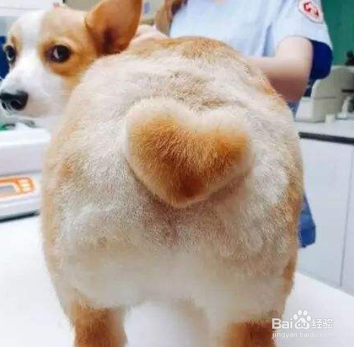 怎么训练柯基犬 最初的训练内容有哪些