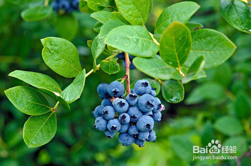 怎样挑选好吃的蓝莓?
