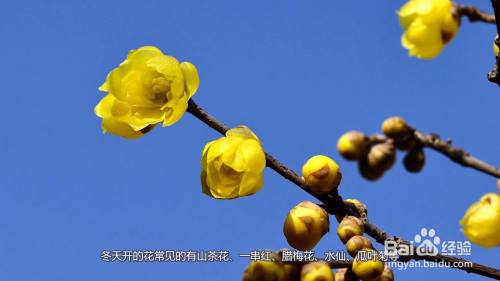 冬天都有什么花开(四季开花的植物花卉有哪些)