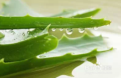 生活 对家中有益的植物