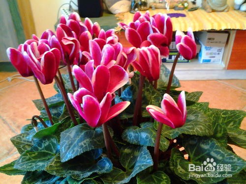 夏天哪些花不能多浇水:7种常见花介绍