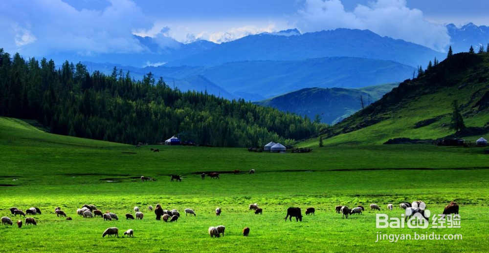 喀纳斯旅游攻略