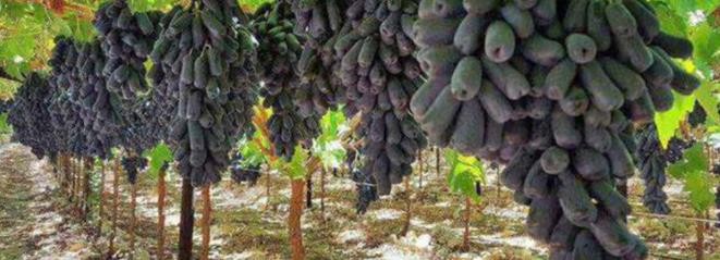 葡萄树怎么管理