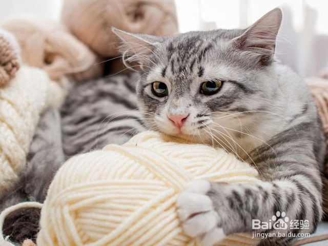 哪些猫适合老年人养?