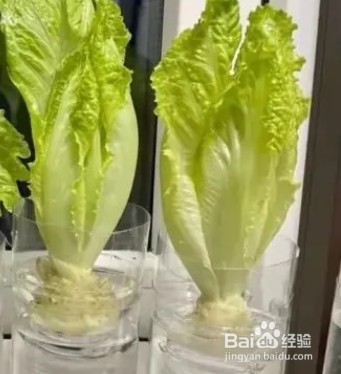 什么菜可以水培