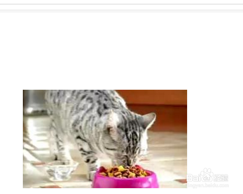 养猫需要注意什么