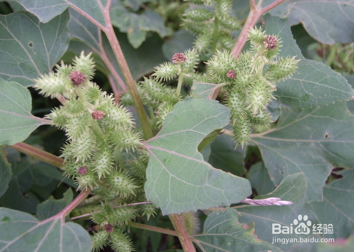 鉴别田间的杂草是草还是宝