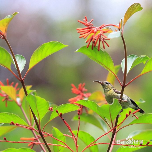 希茉莉常见的病害该怎么解决？