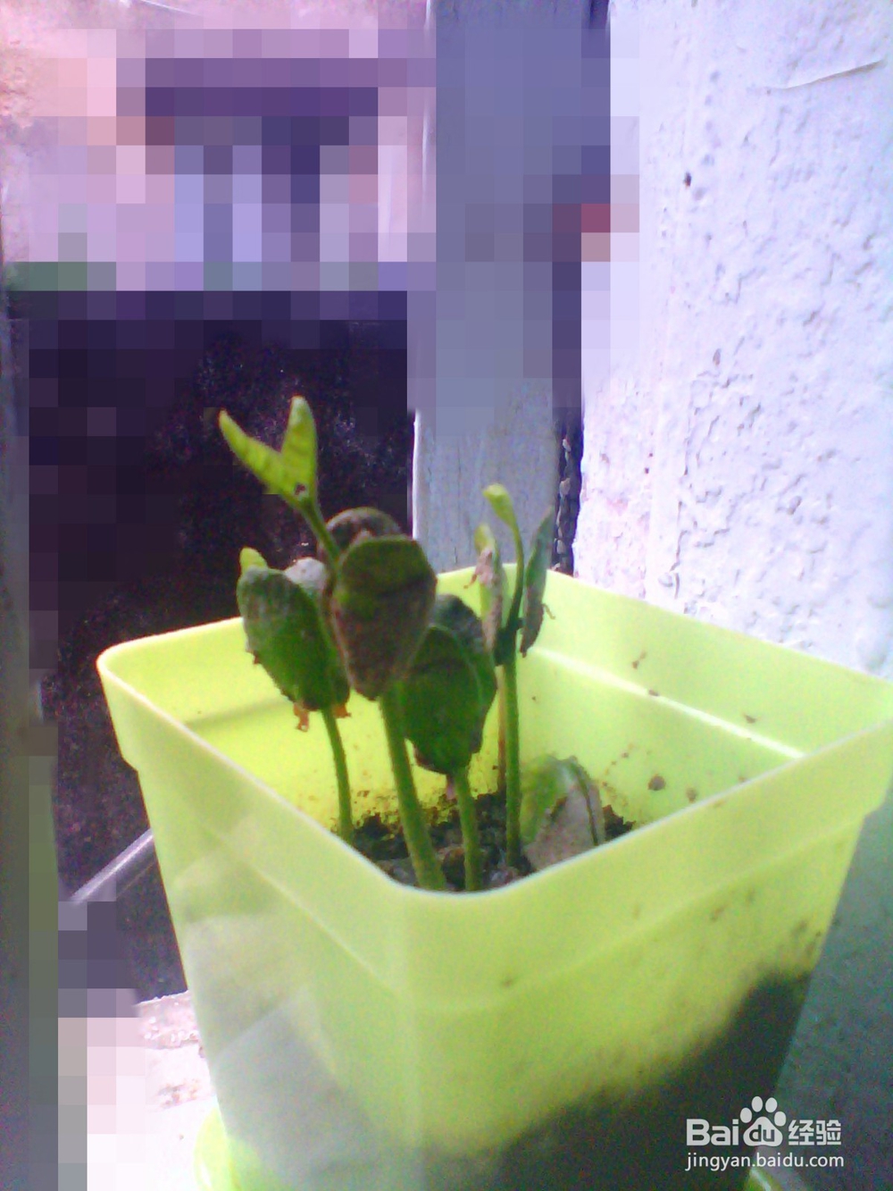 简单种植黄皮果盆栽