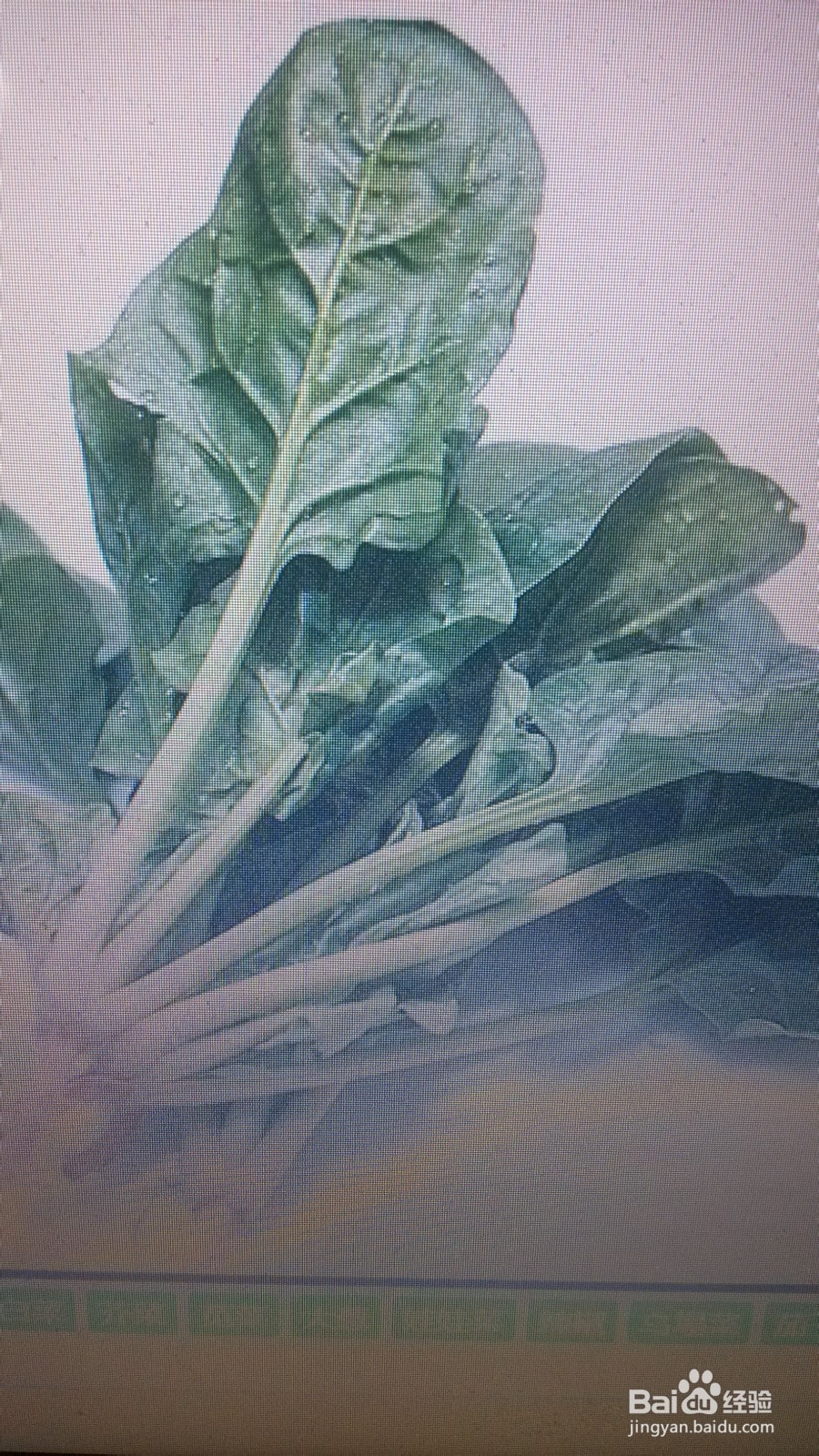 怎样减肥最有效