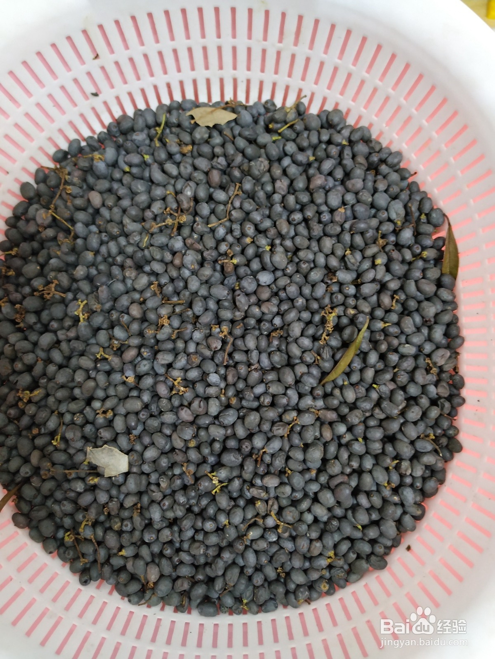 怎样自制女贞子茶？