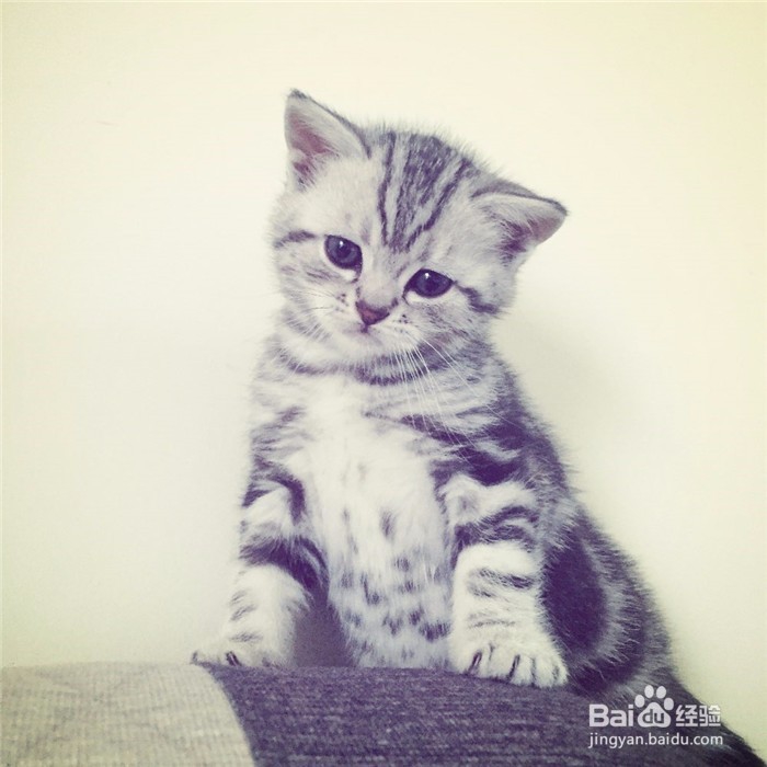 家中有幼儿的家庭如何养猫