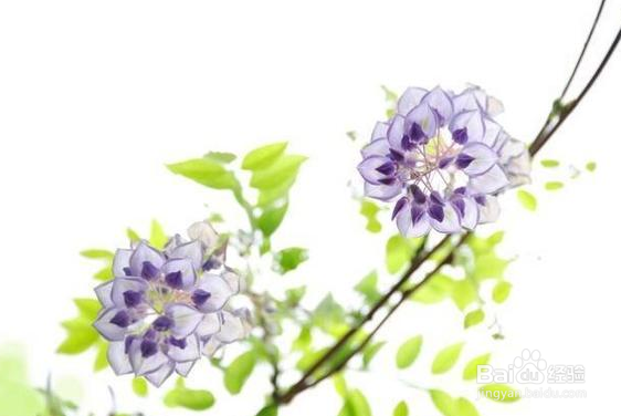 怎样拍摄紫藤花