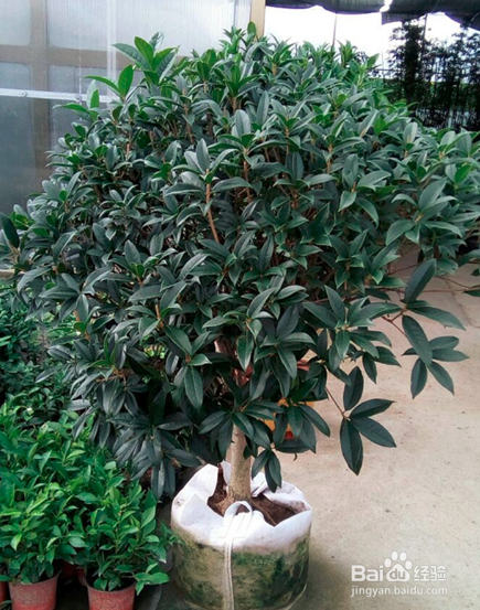 伏天如何养好盆栽嫁接的金桂花