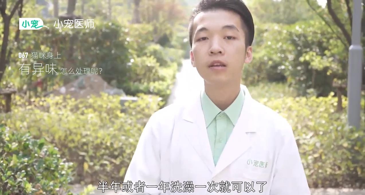 猫咪身上有异味怎么处理