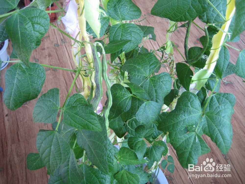 如何在花盆里种豆角