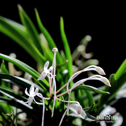 风兰的培育方法和注意事项