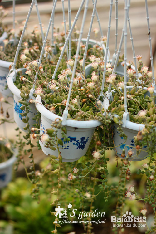 临沂多肉植物大棚