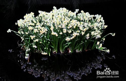 水仙花怎么养才能活 百度经验 水仙花怎么养才能活 百度经验