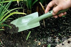 秋季盆花的管理经验