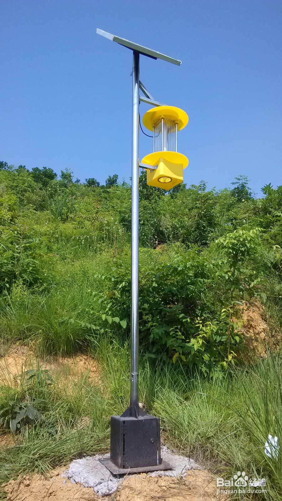 茶叶灭虫灯为何在茶园害虫防治中更受茶农喜爱?