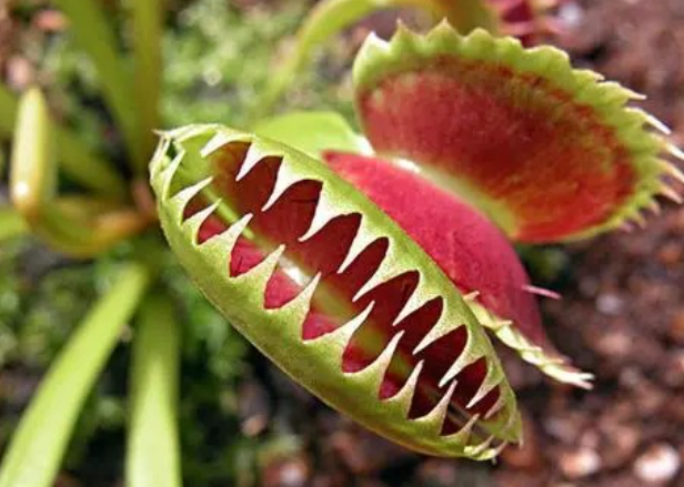 带电的植物有哪些